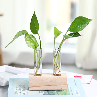 Glass hydroponic vase